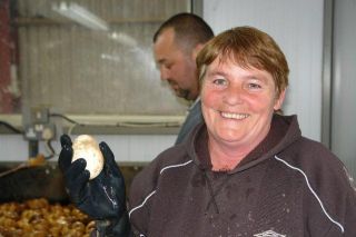Grading Goose Eggs