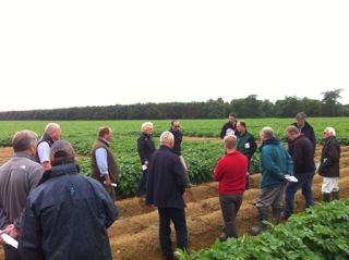 Growers make most of the sunshine