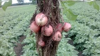 Crops Look Promising