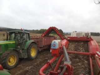 Harvesting in full swing