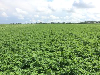 Prepack potato crop progress