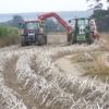 Harvesting in full swing