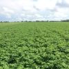 Prepack potato crop progress